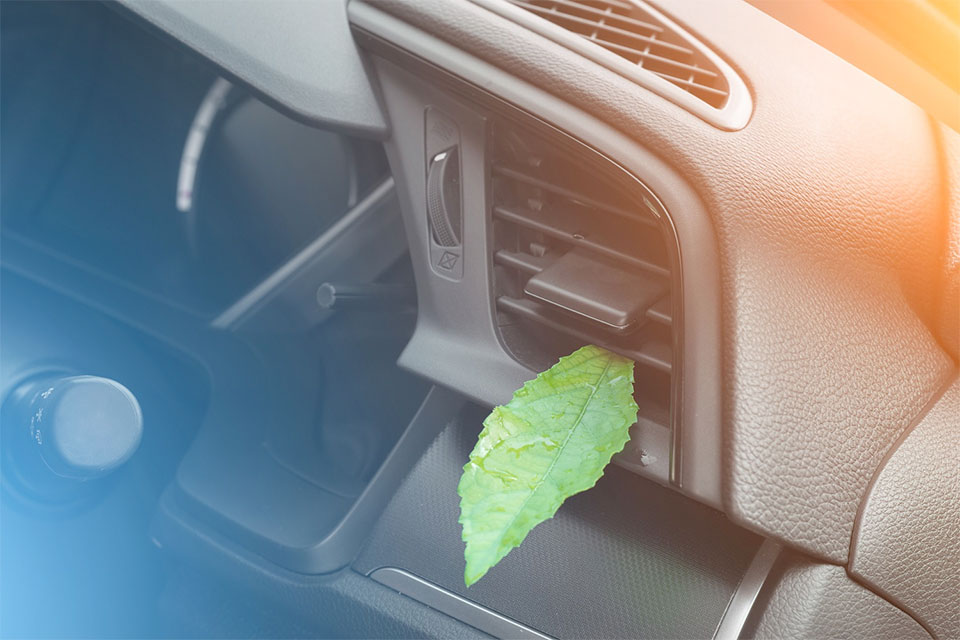 une feuille verte dépassant de la console centrale d'une voiture